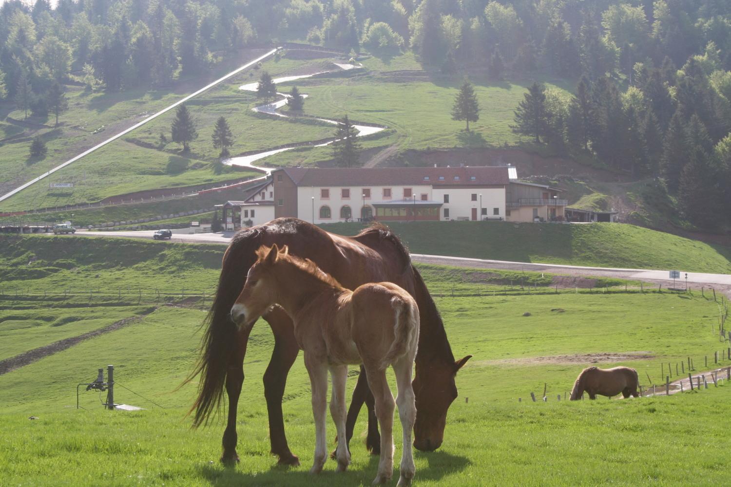 Chaume De Balveurche Hotel Xonrupt-Longemer Kültér fotó